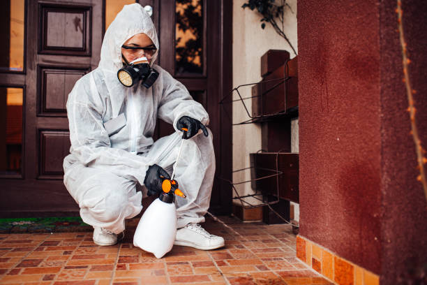 Attic and Crawl Space Rodent Treatment in Point Roberts