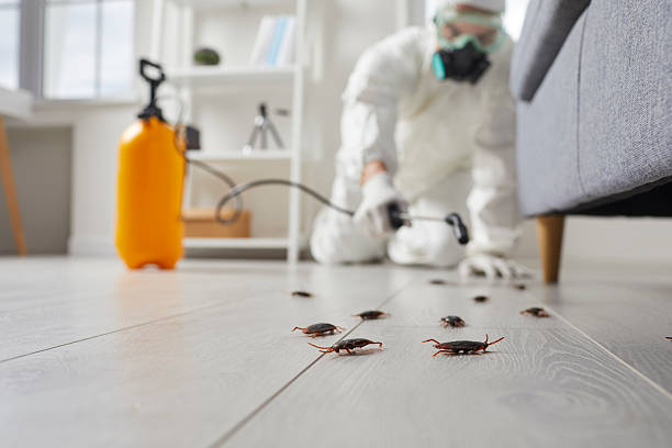 Commercial Rodent Management in Point Roberts